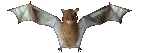 Murciélago animado